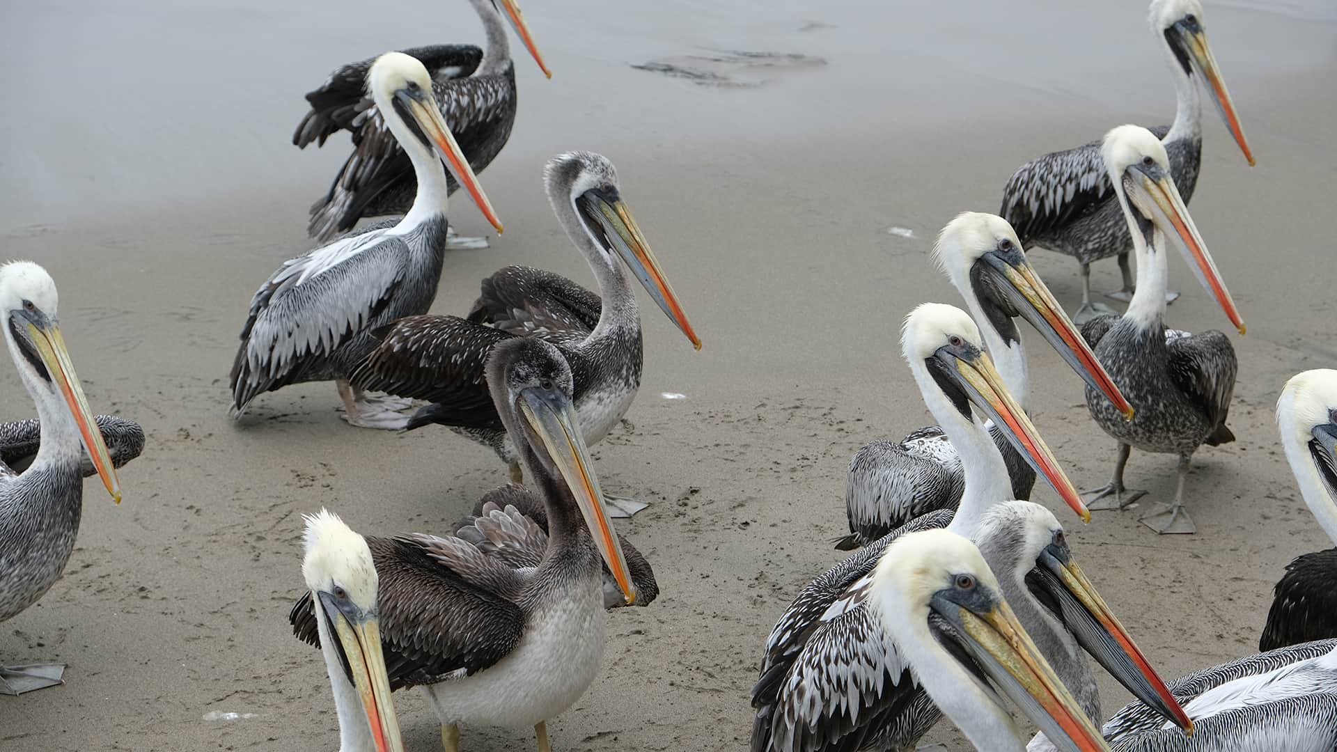 Several pelicans standing on beach | Resposible Travel Peru
