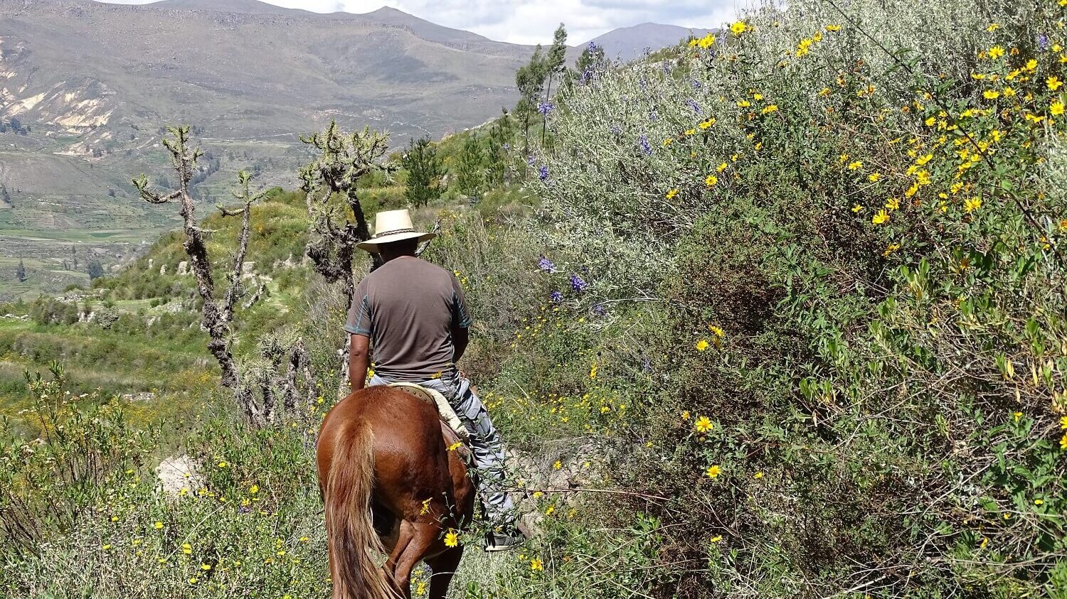 Horseriding from Coporaque in the Colca Canyon, Peru, as part of a homestay programme with RESPONSible Travel Peru
