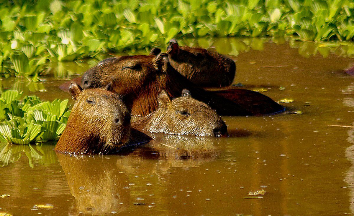 A family of capibaras bathing in the river in the jungle of Iquitos - Impactful Travel Peru