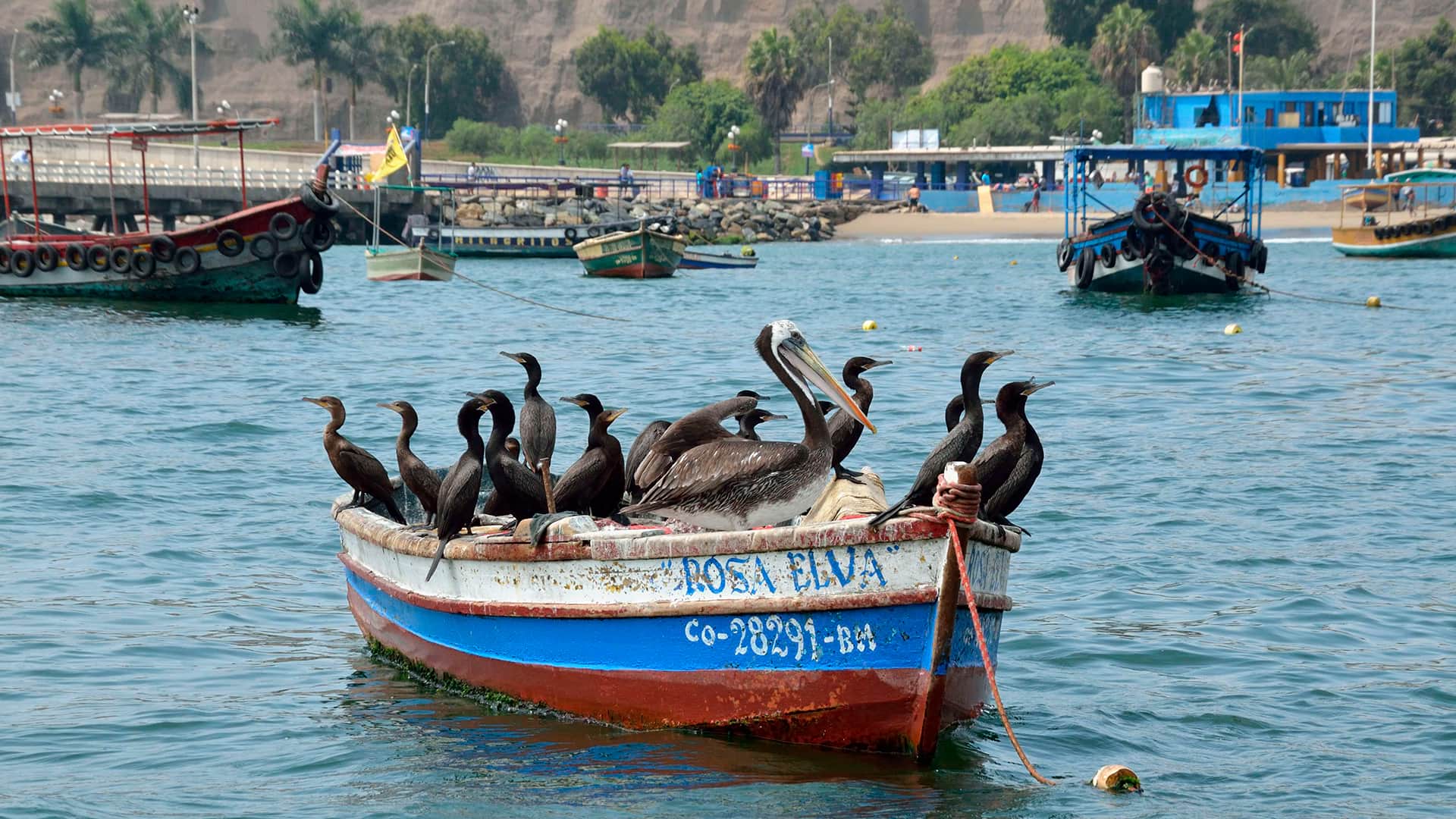 Group of pelicans resting on an artisanal fishermen's boat | Responsible Travel Peru