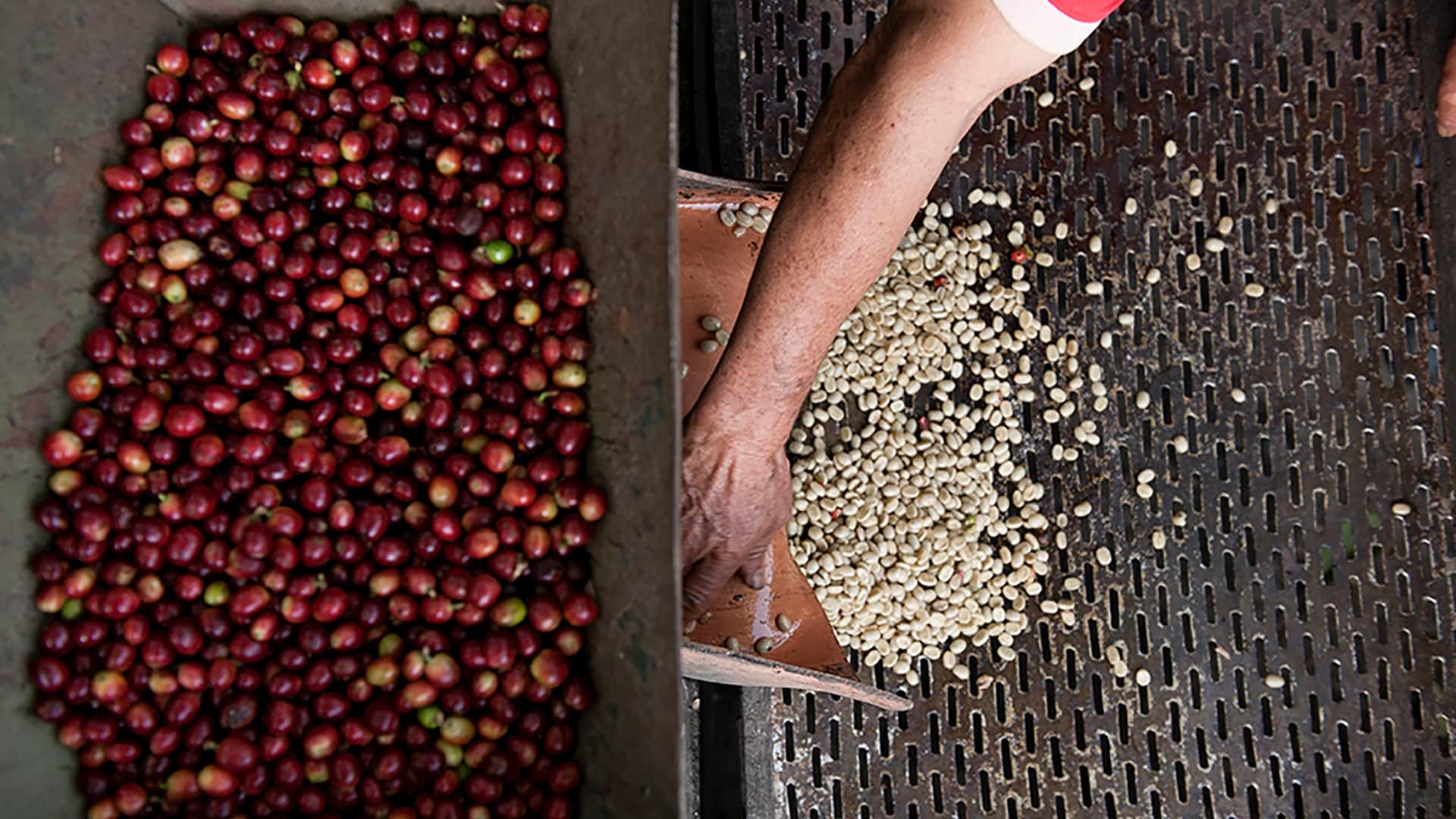 Pealing coffee beans on the Coffee Route to Machu Picchu - RESPONSible Travel Peru