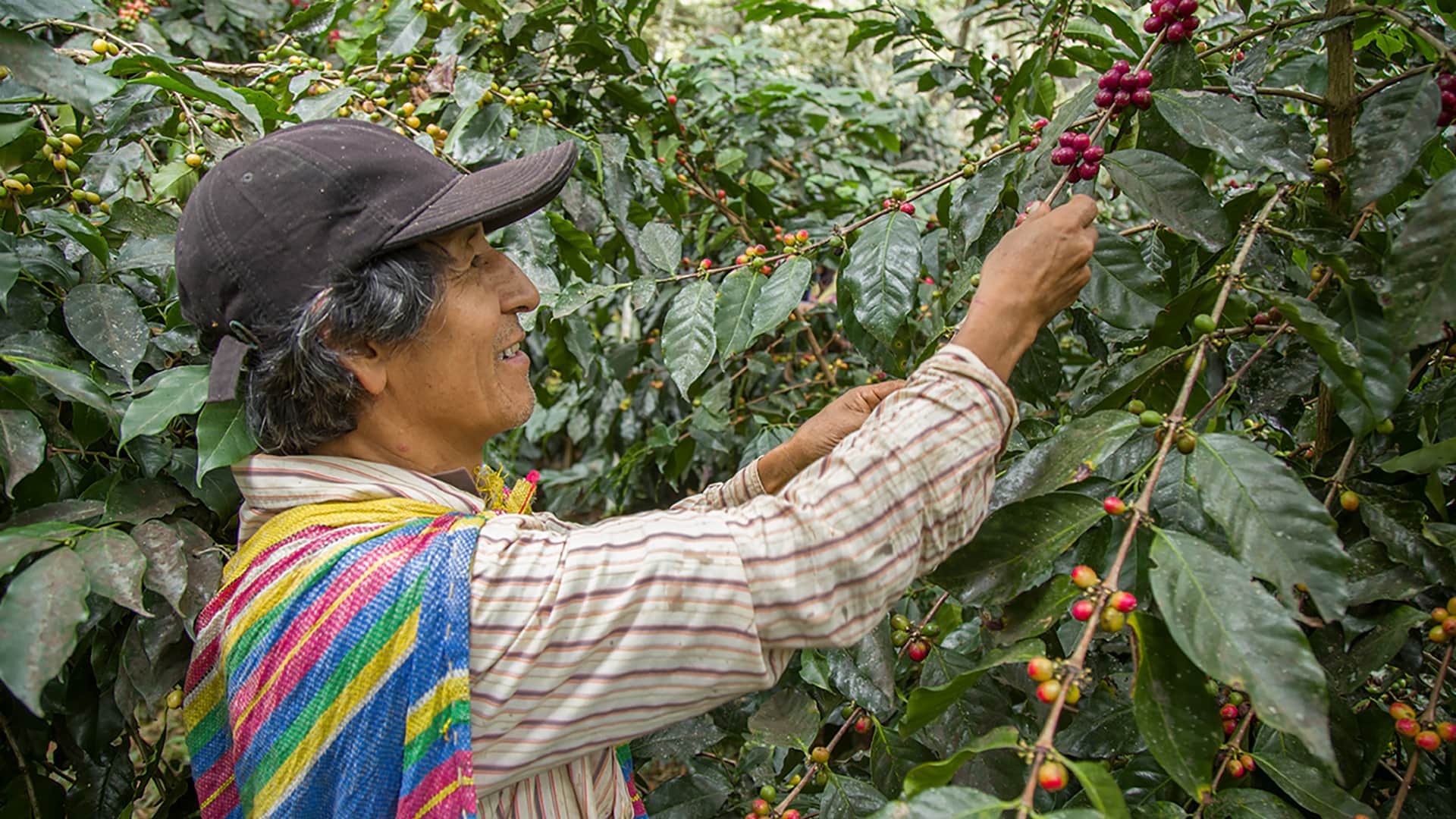 Alejandro harvesting coffee beans on his plantation, along the Coffee Route to Machu Picchu - RESPONSible Travel Peru