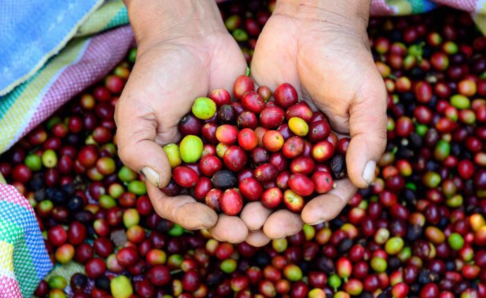 Beautiful coffee beans in a person's hands recently harvested on the Coffee Route to Machu Picchu - RESPONSible Travel Peru