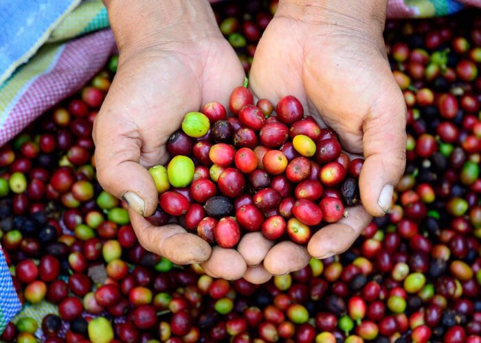 Beautiful coffee beans in a person's hands recently harvested on the Coffee Route to Machu Picchu - RESPONSible Travel Peru