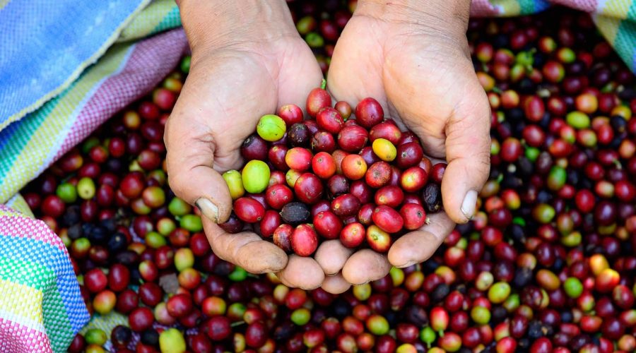 Beautiful coffee beans in a person's hands recently harvested on the Coffee Route to Machu Picchu - Impactful Travel Peru