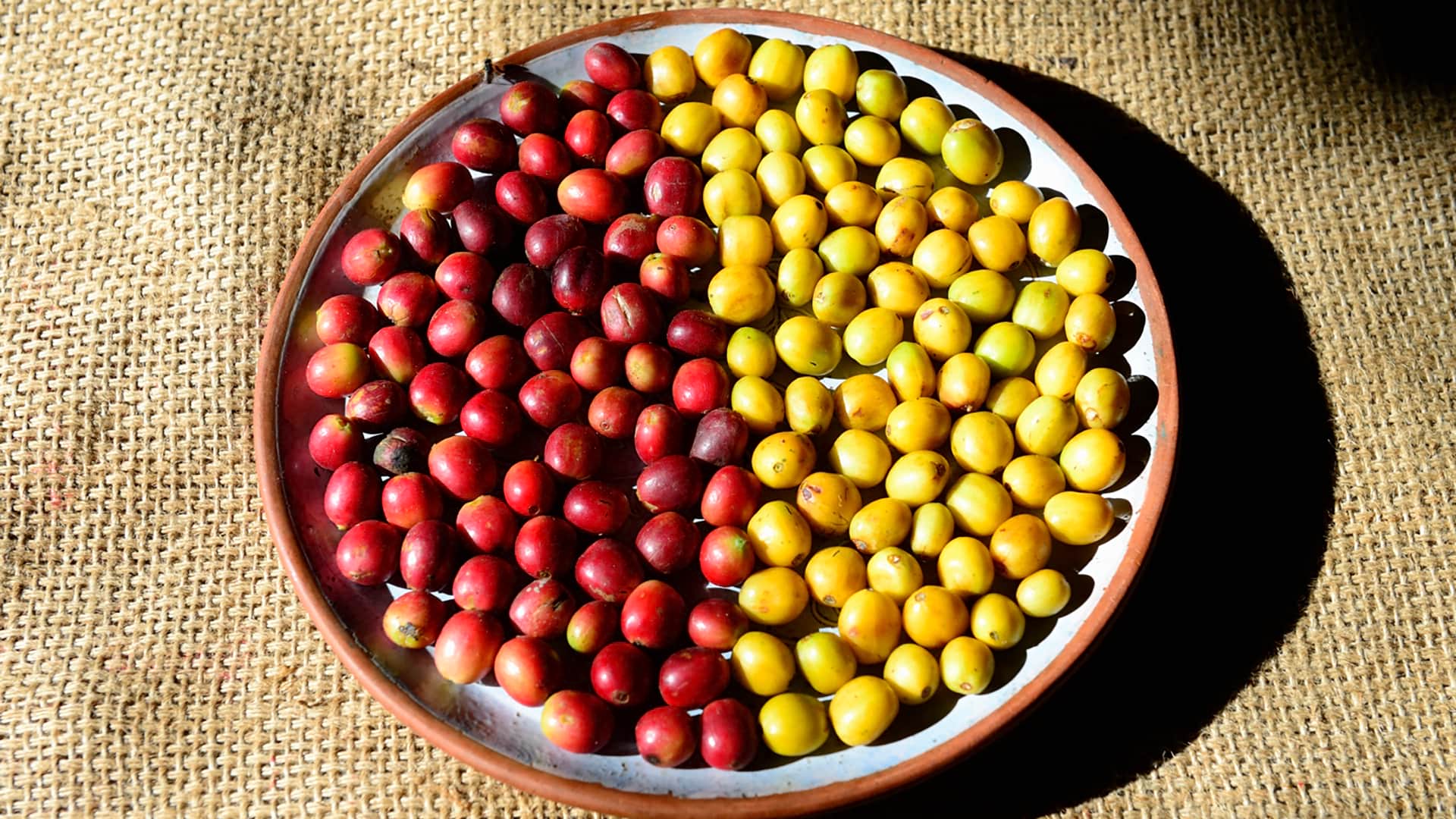 Red and yellow coffee beans - RESPONSible Travel Peru