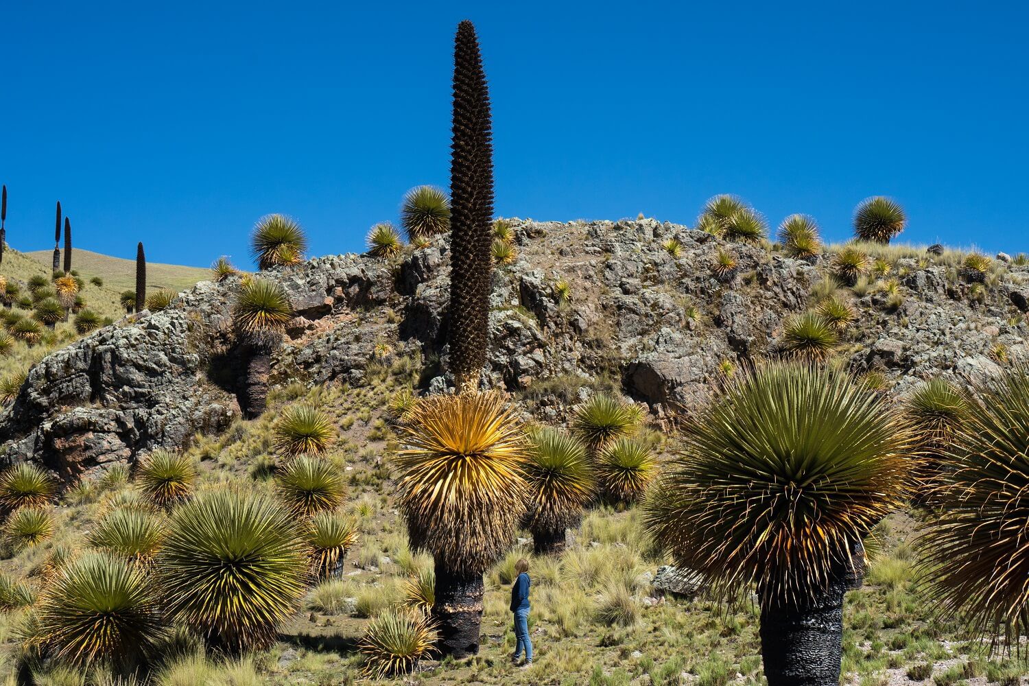 Traveler looking up to Puya Raymundi flower - RESPONSible Travel Peru