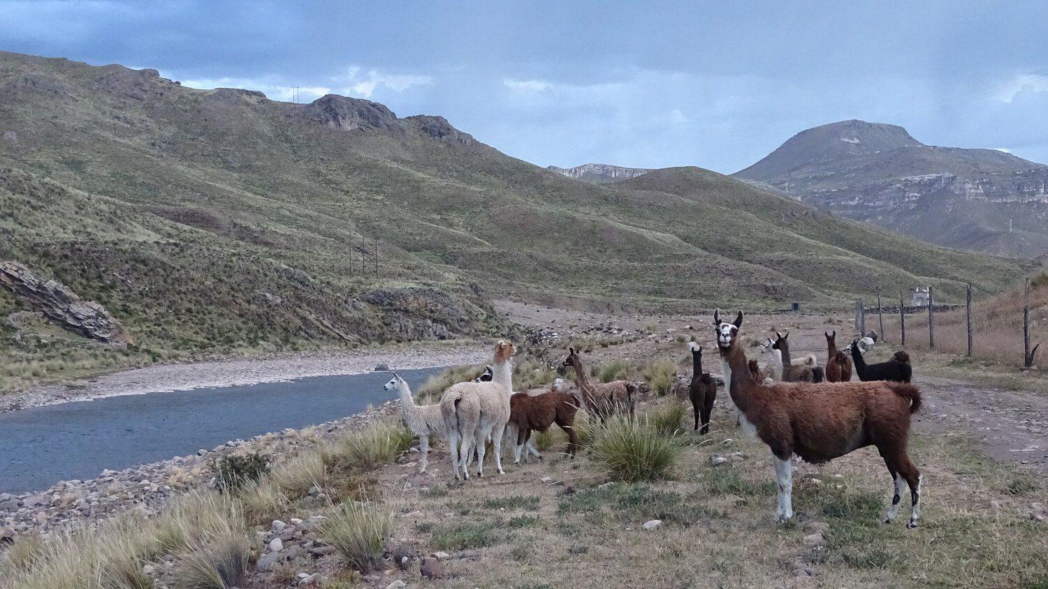 A herd of lamas on our hike in Sibayo, Colca Canyon | RESPONSible Travel Peru