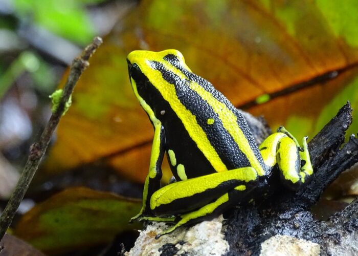 Beautiful colored black and yellow frog in the jungle of Tarapoto, Peru - RESPONSible Travel Peru