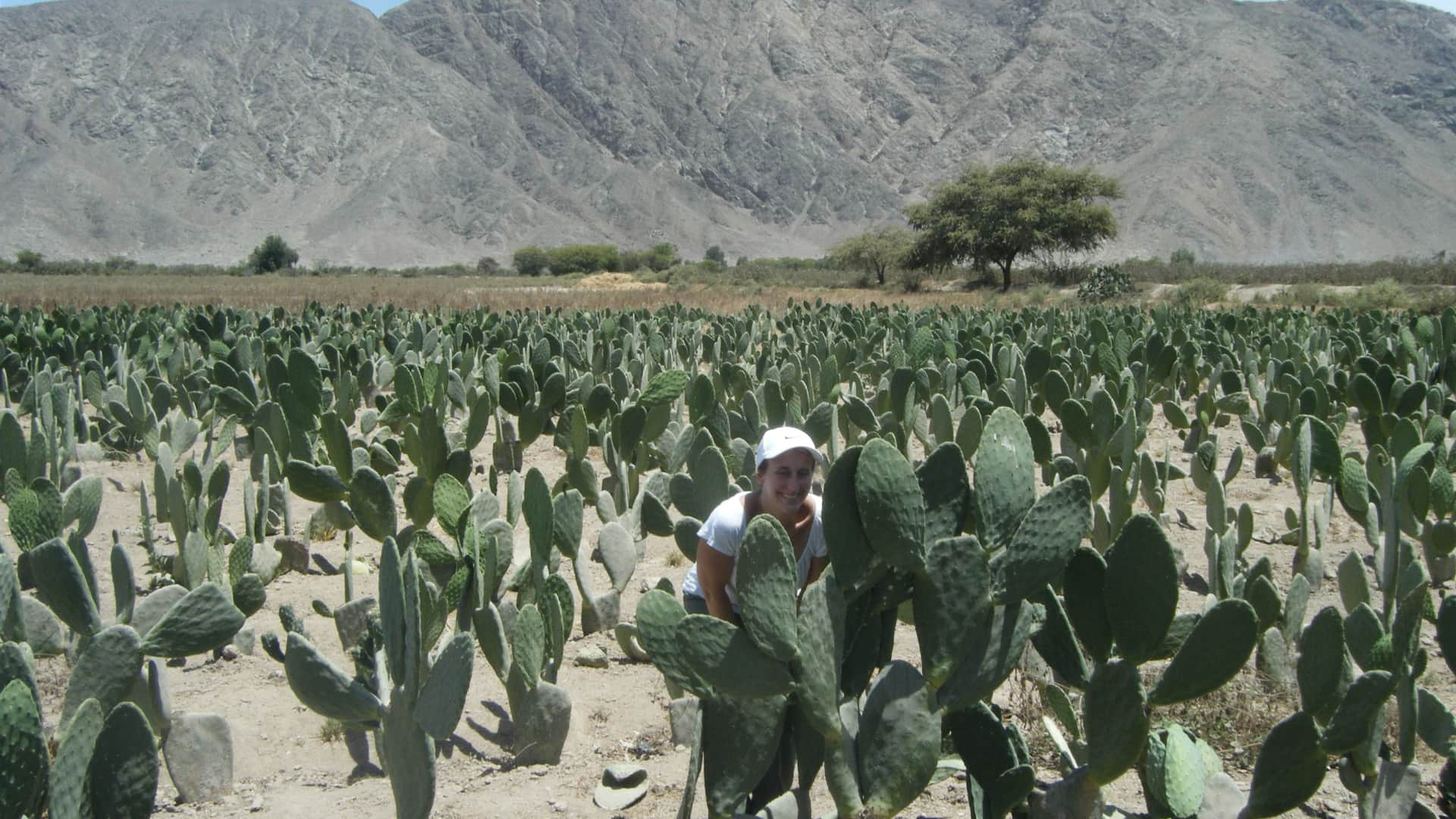 Walking through a field of cactus from which the cochineal is extracted, much appreciated in the world of textiles and gastronomy as a natural dye | Responsible Travel Peru
