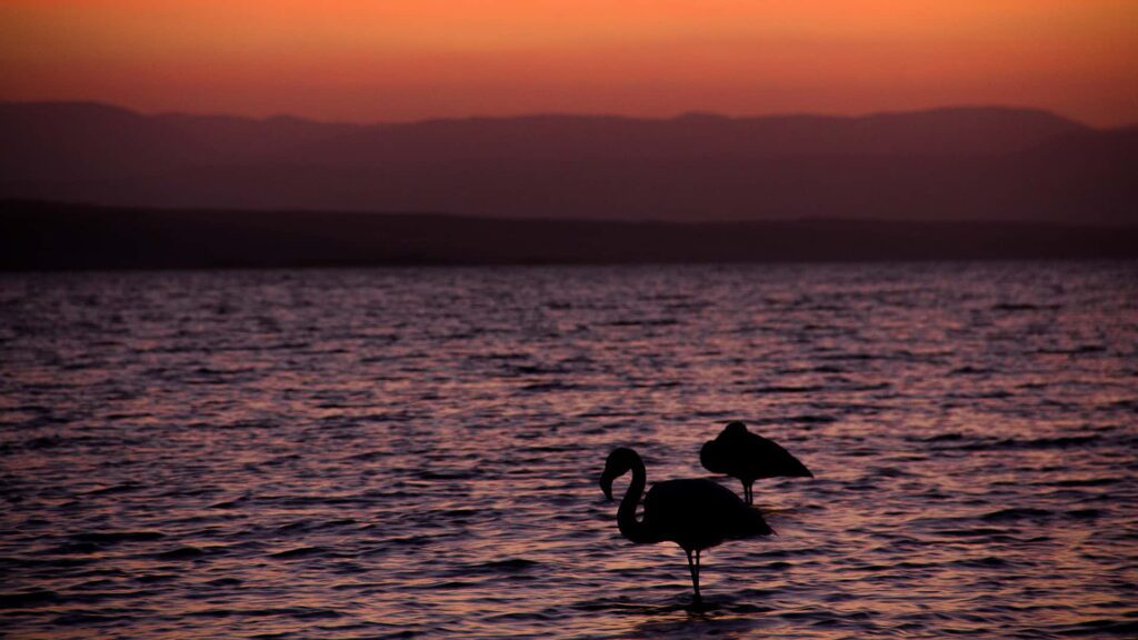 two silouttes of flamingos in the water at dawn or dusk | Responsible Travel Peru