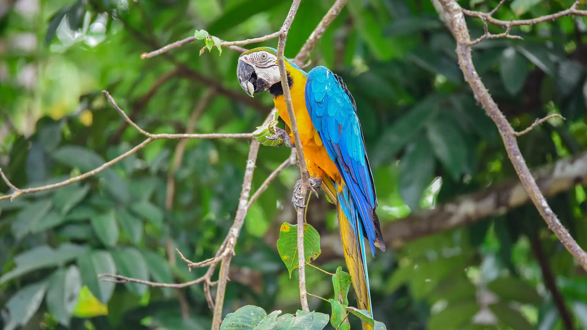 Blue and yellow macaw perching on exposed branch | Responsible Travel Peru