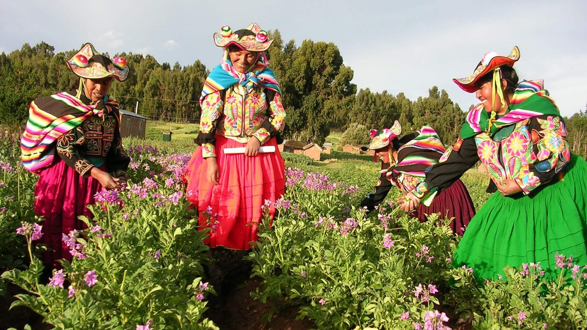Colorfully dressed women from Capachica, Lake Titicaca, inspecting their potato plants. Community-Based Tourism with RESPONSible Travel Peru