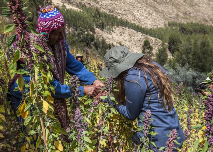 Quinoa field | Responsible Travel Peru
