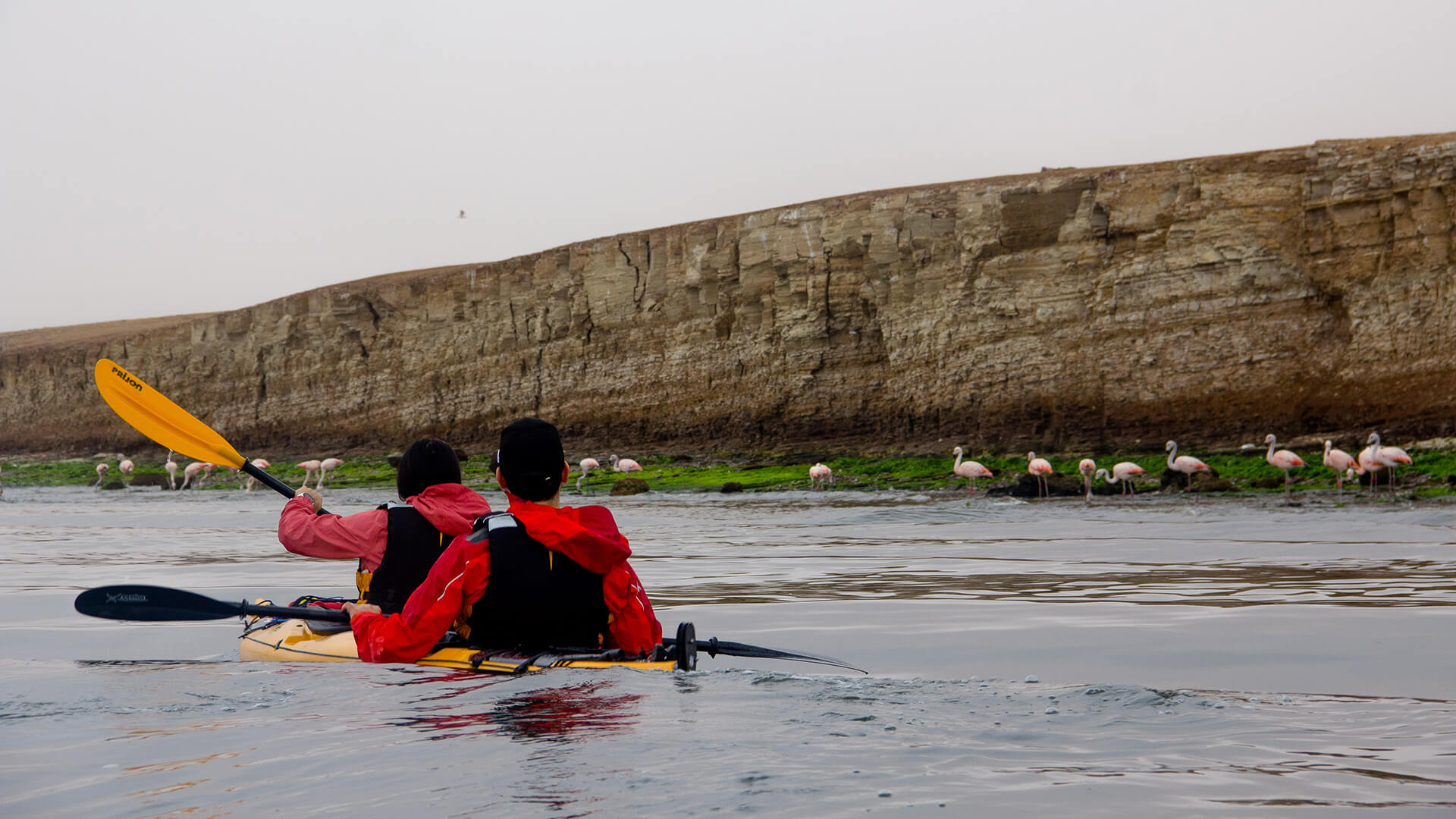 Tandem kayakers paddling next to a shore where flamingos are - RESPONSible Travel Peru
