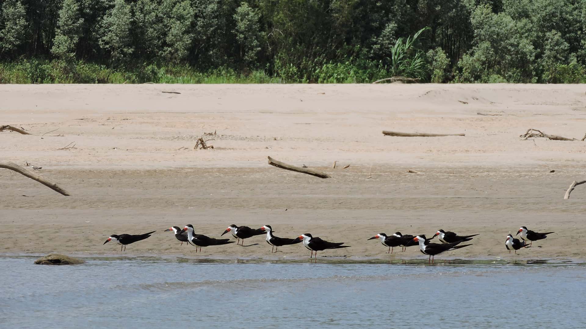 Birds resting on the banks of the river | Responsible Travel Peru