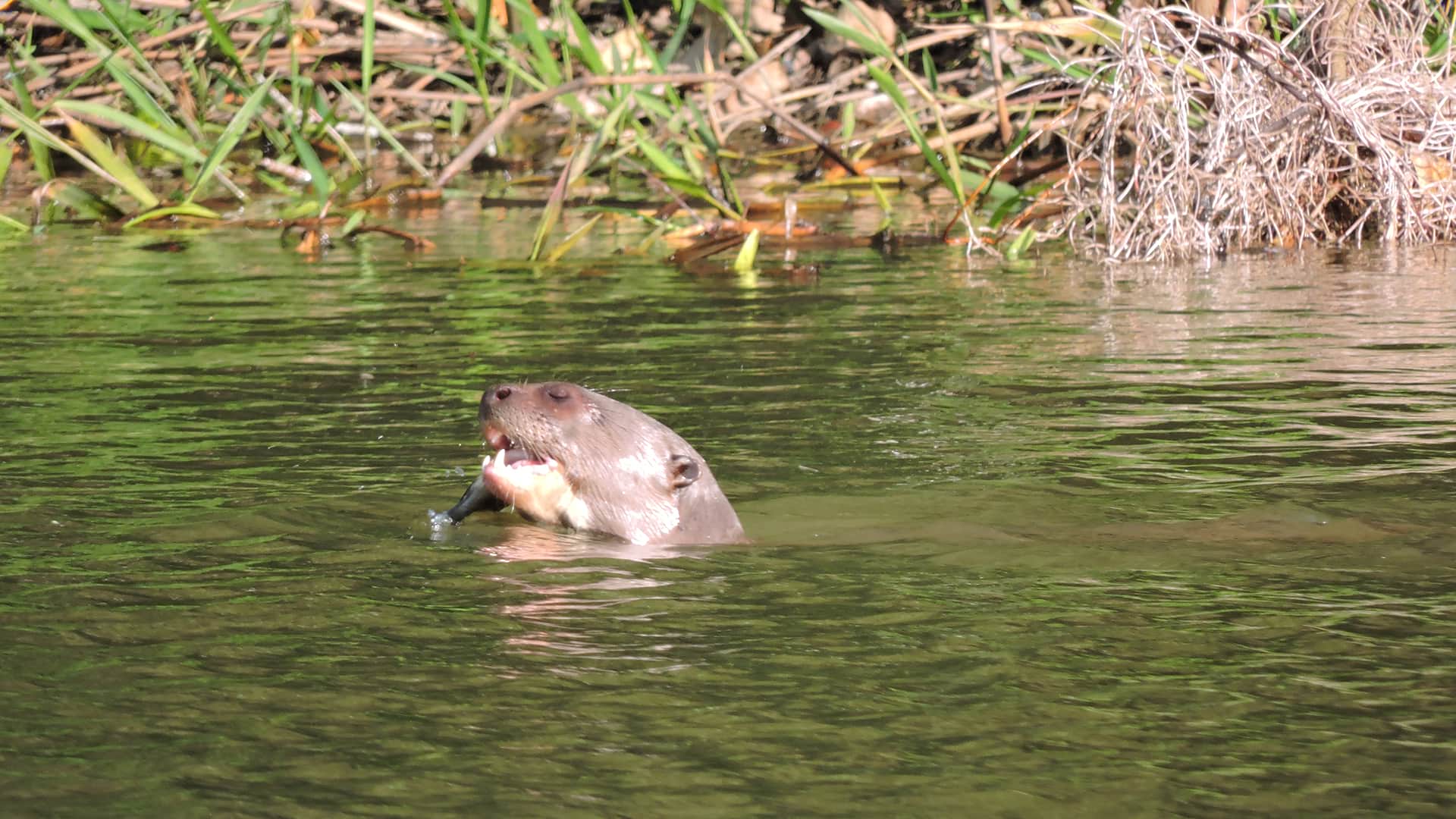 Otter hunting for lunch | Responsible Travel Peru