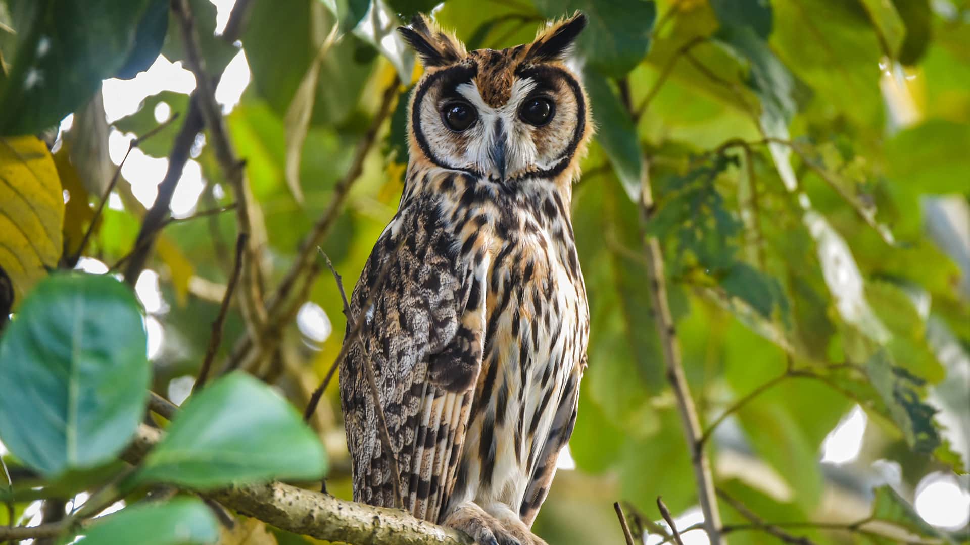Owl standing in a brach during the day | Responsible Travel Peru