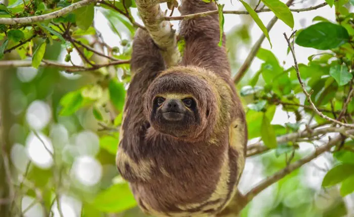 Sloth hanging upside down from a branch| Responsible Travel Peru
