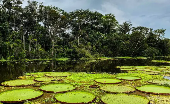 Victoria amazonica plants are aquatic vegetation that cover the water surface in spectacular displays | Responsible Travel Peru