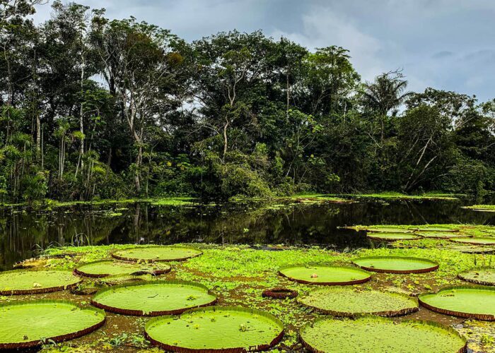 Victoria amazonica plants are aquatic vegetation that cover the water surface in spectacular displays | Responsible Travel Peru