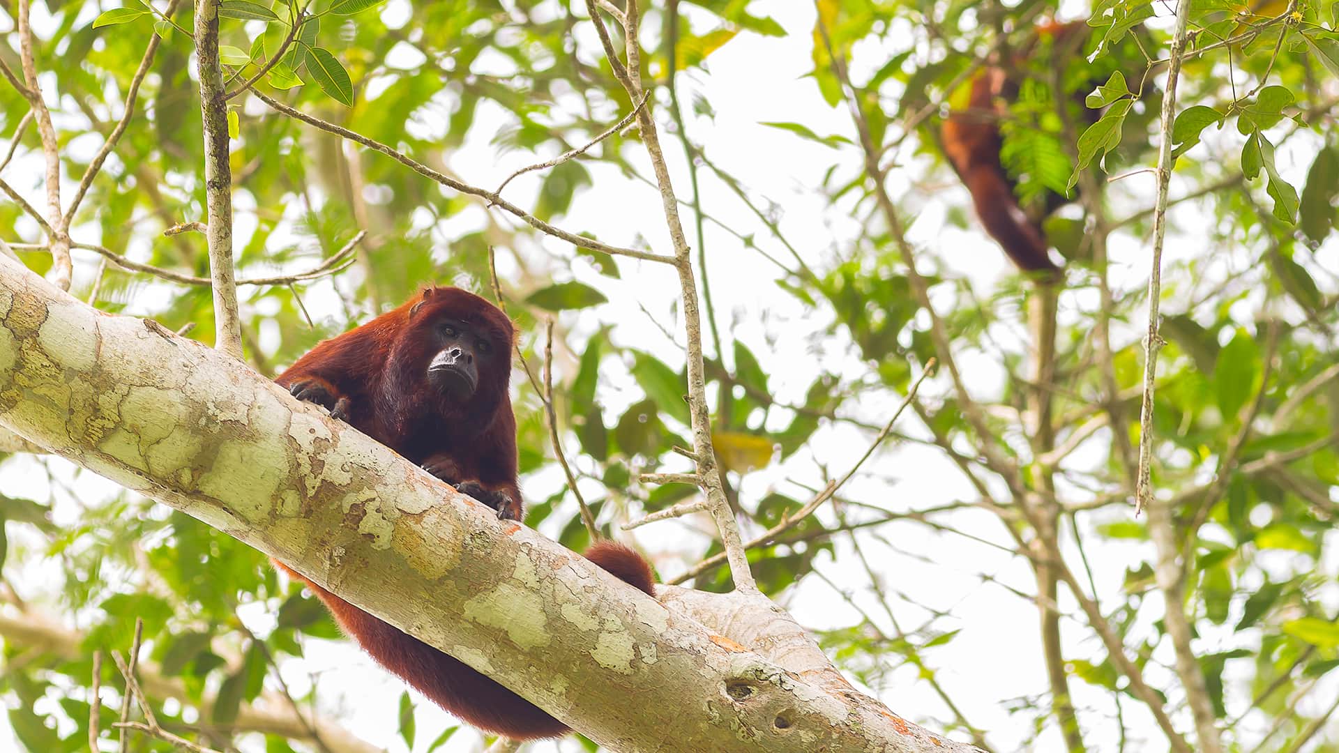 Red howler monkey looking at us with curiosity | Responsible Travel Peru