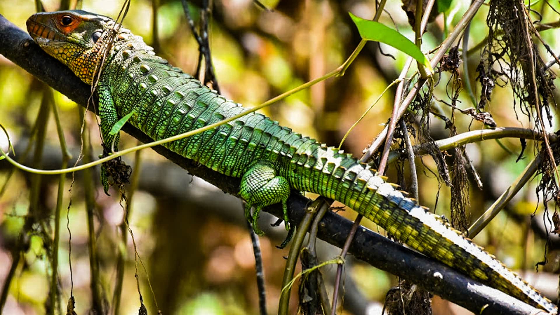 Caiman lizard in a branch | Responsible Travel Peru
