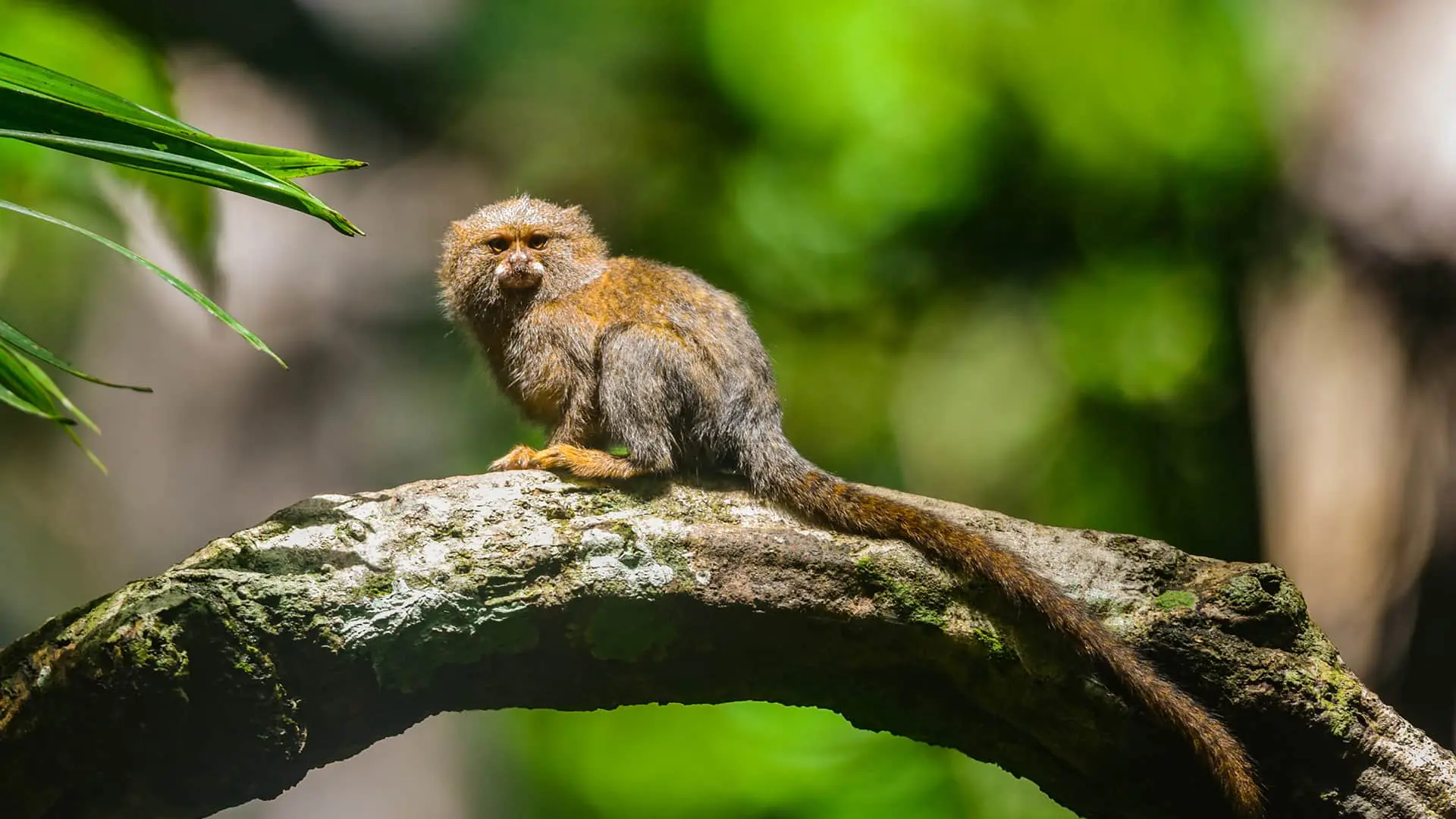 Fully visible Pigmy marmoset on horizontal branch | Responsible Travel Peru