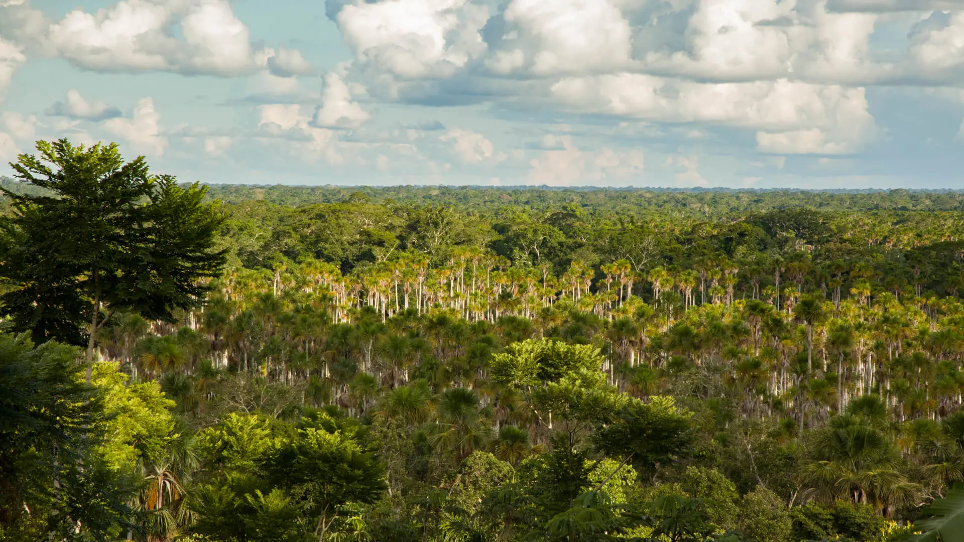 The view over the aguaje palm tree forest of Bello Horizonte - Tambopata | Responsible Travel Peru