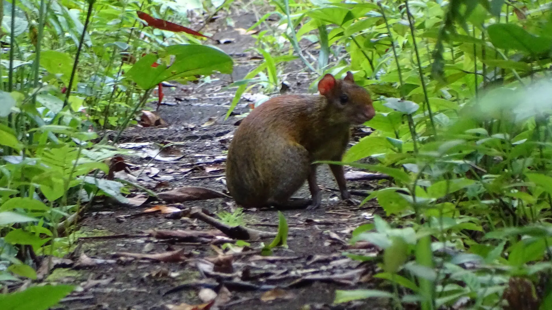 The Aguti is a mid-size rodent commonly seen at Bello Horizonte's gardens in Tambopata | Responsible Travel Peru