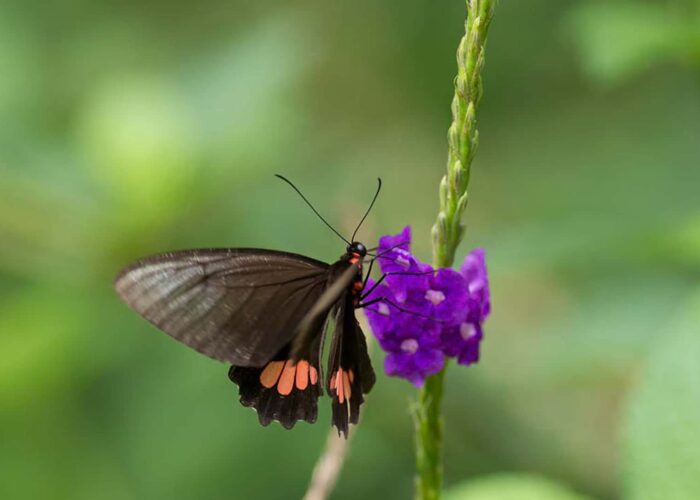 Black and orange butterfly on purple flower
