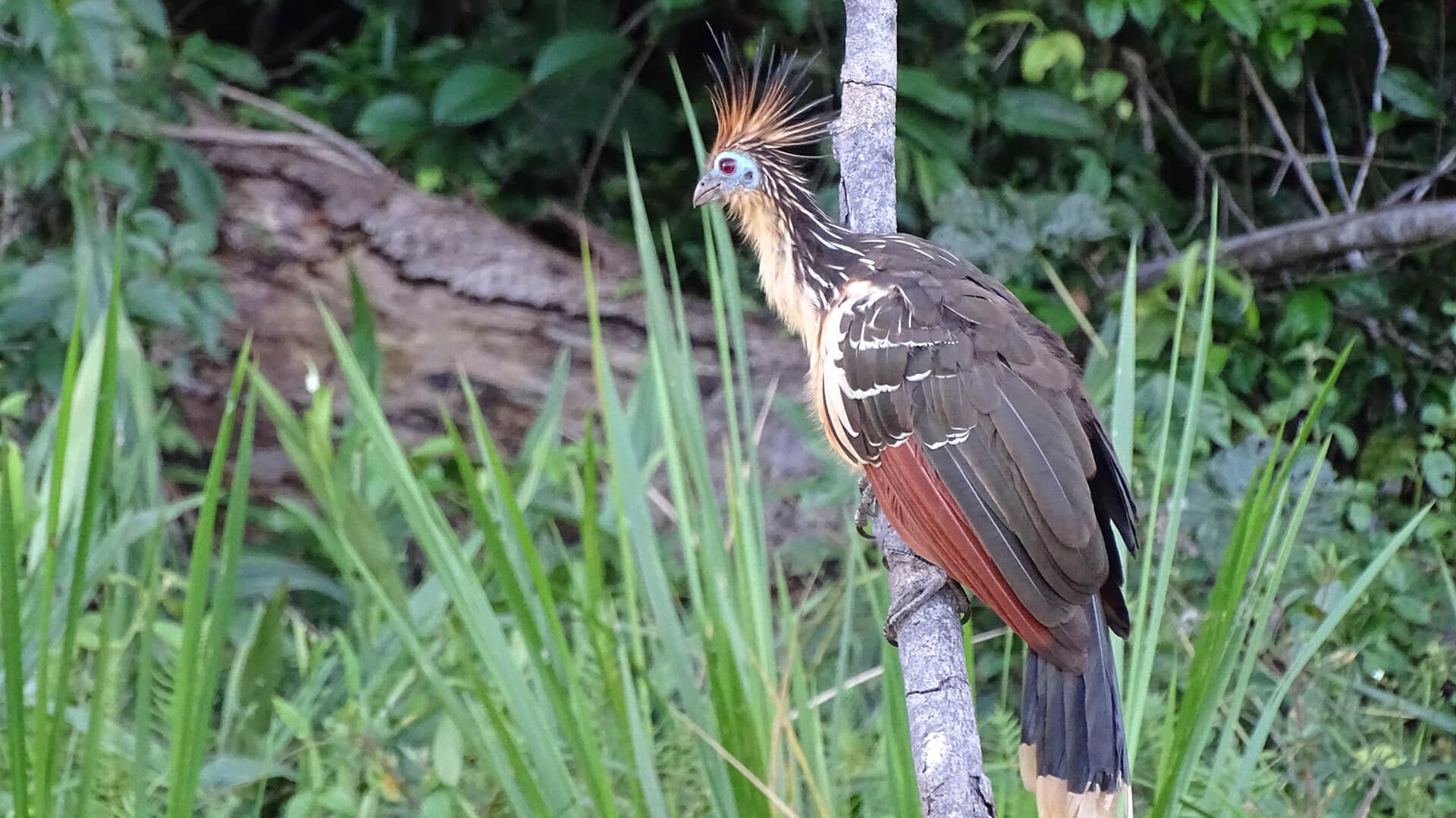 A Hoatzin perched on a branch in Tambopata | RESPONSible Travel Peru