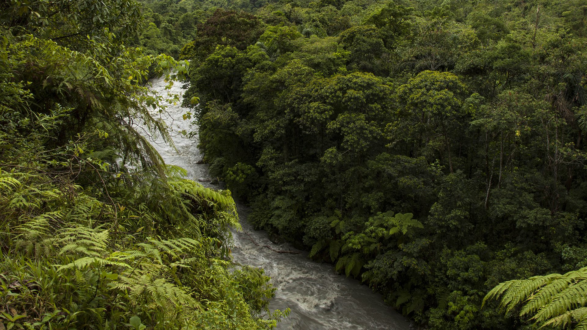 Torrential river and lush jungle in Manu | Responsible Travel Peru
