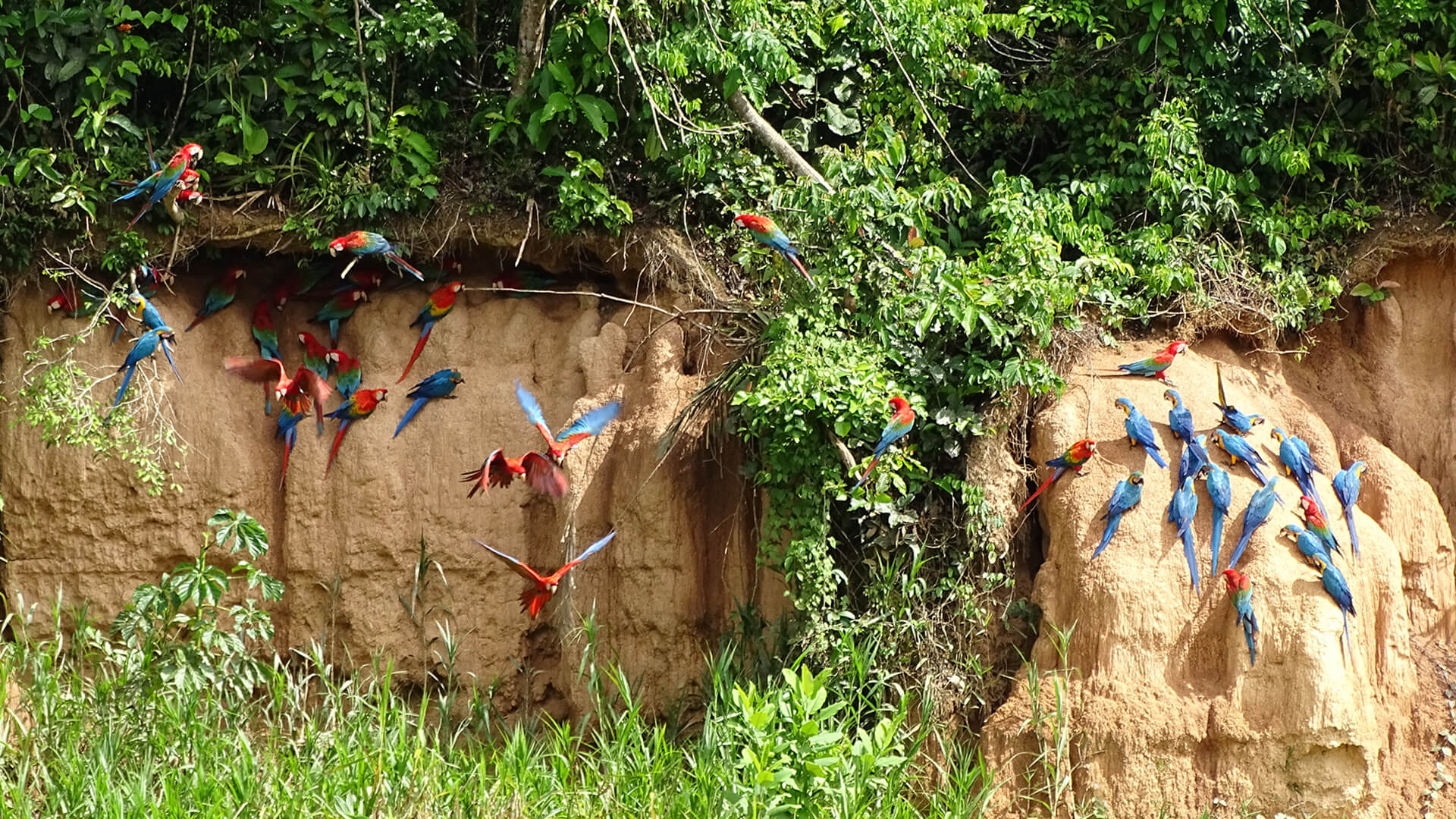 Blue-and-yellow and Scarlet Macaws at claylick in Tambopata | RESPONSible Travel Peru