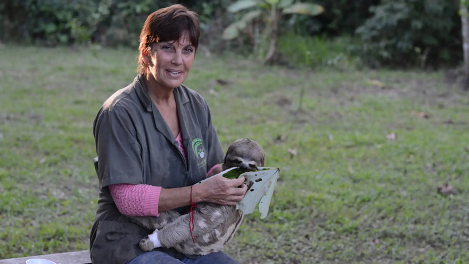 Magaly alimentando a un perezoso de tres dedos con una hoja de Cecropia en Refugio Amazónico - Tambopata | Responsible Travel Peru