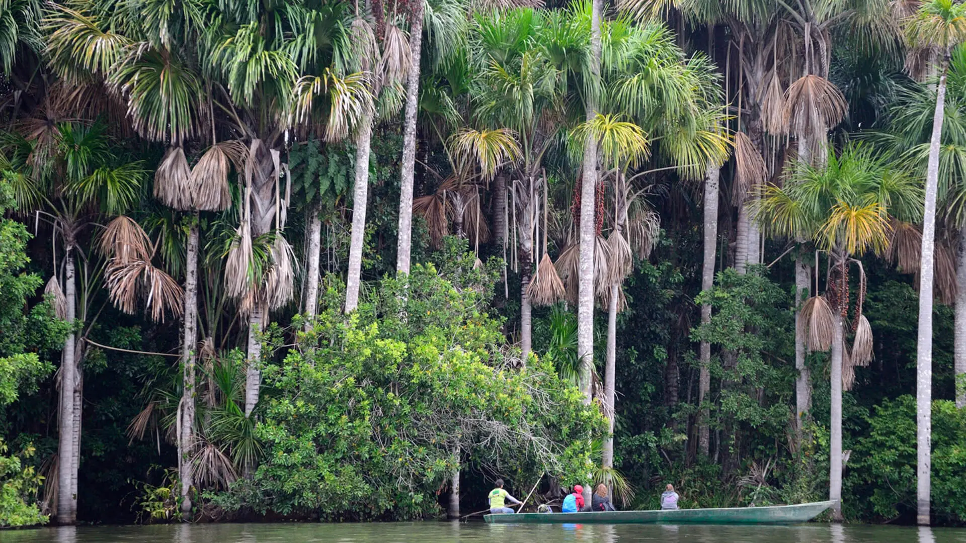 Giant aguaje palm trees at the border of lake Sandoval in Tambopata National Reserve and people on boat looking very small| Responsible Travel Peru