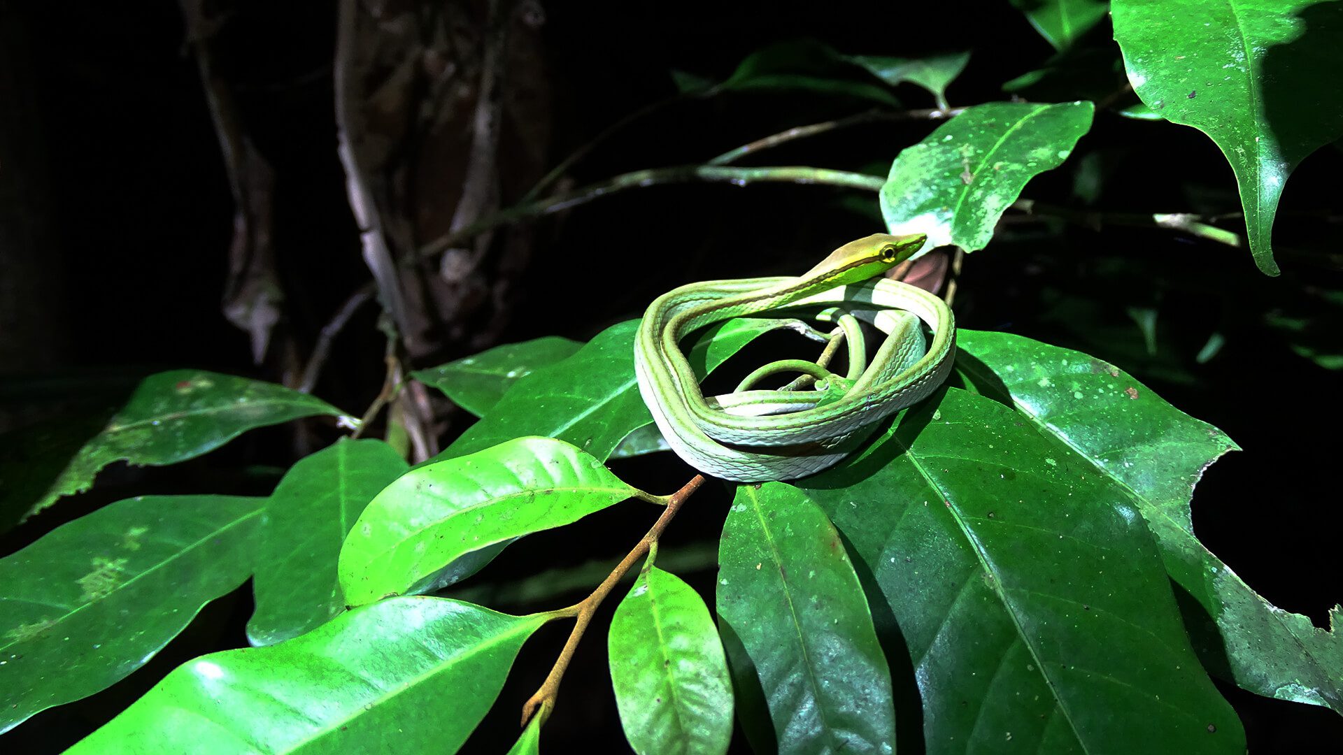 A green Vine snake coiled on top of a leafy branch - Tambopata | Responsible Travel Peru