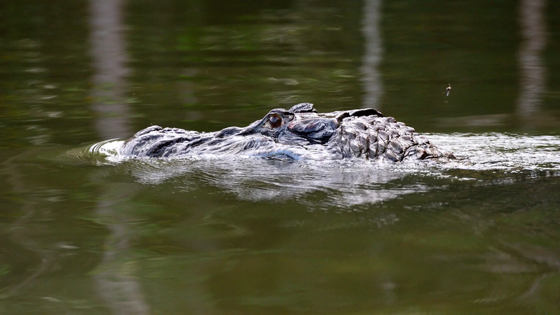 Cabeza de caimán negro sobre la superficie del agua en Tambopata | RESPONSible Travel Peru