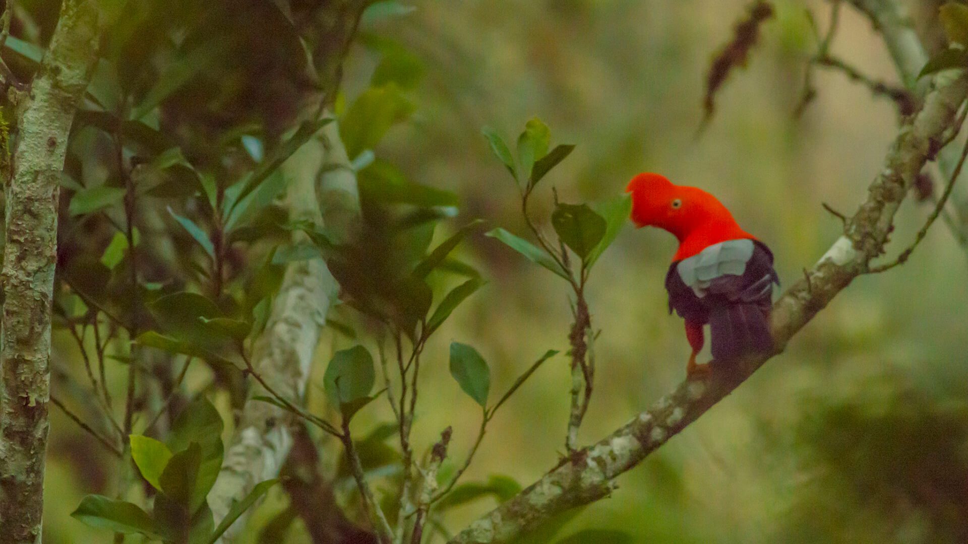 Bright orange, black and gray colors of the Cock of the Rock contrasting with green lush jungle | Responsible Travel Peru