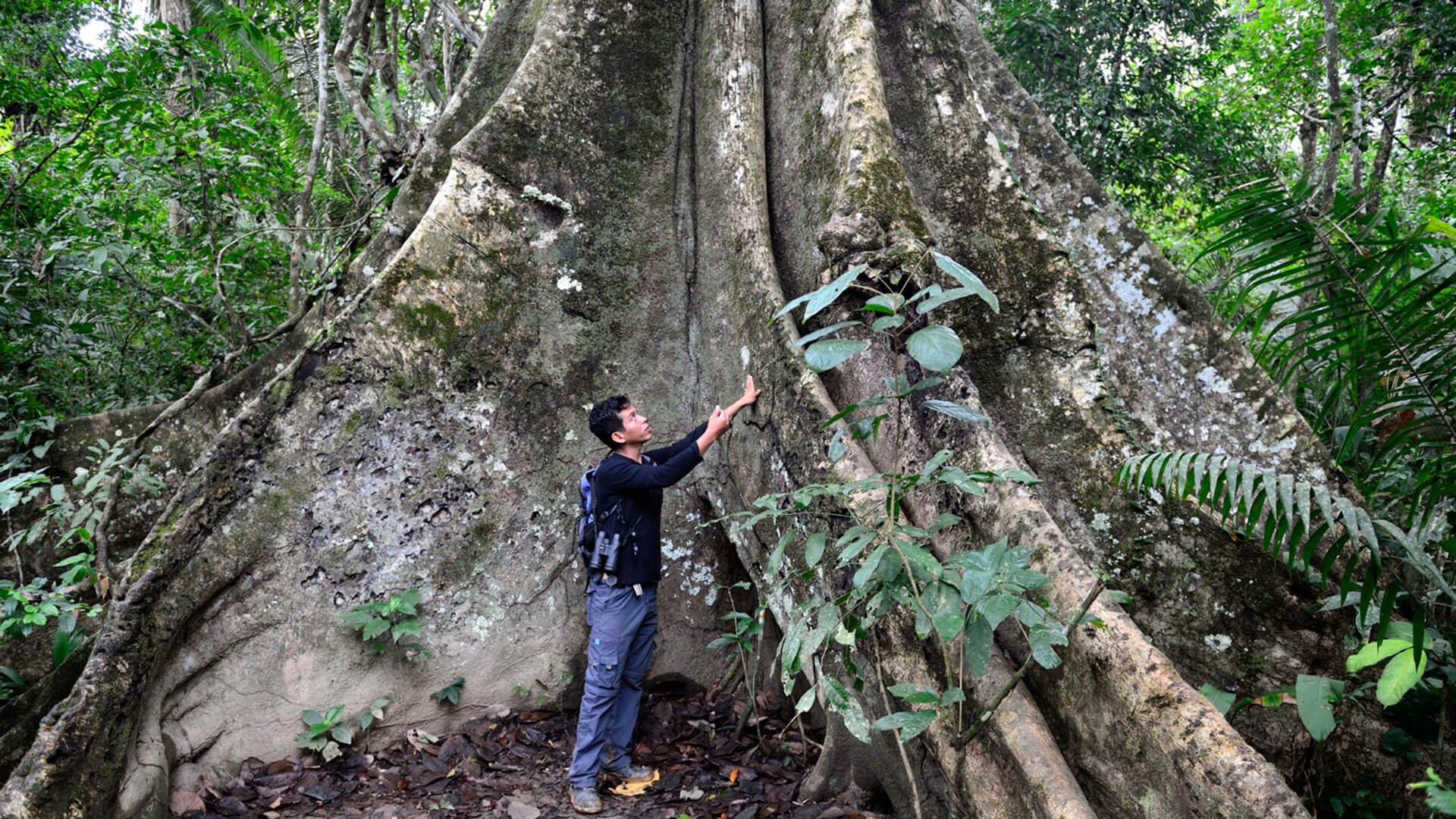 Giant buttress tree with a person at its foot in Tambopata | Responsible Travel Peru
