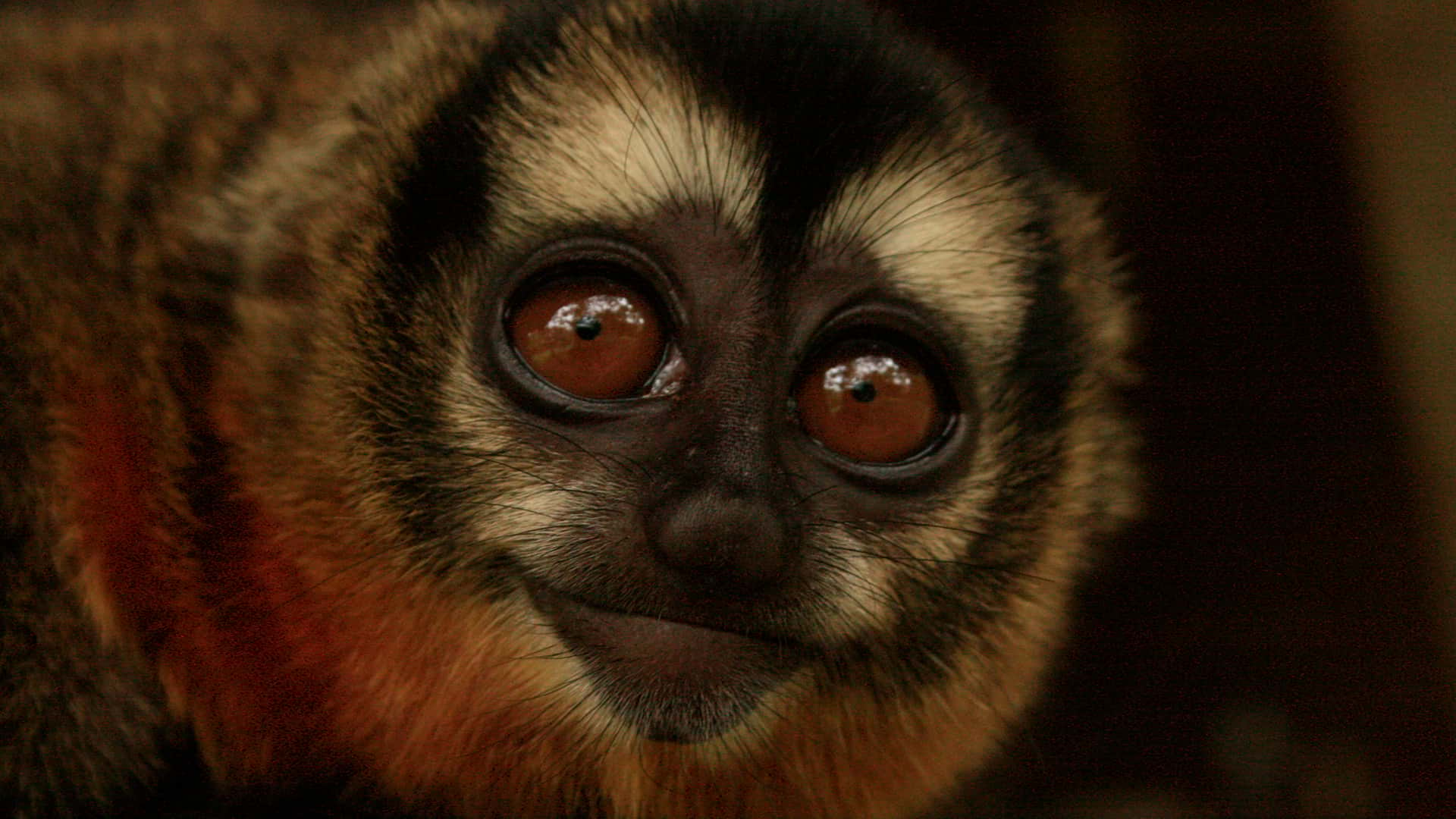 Close up of a Night Monkey in Manu | Responsible Travel Peru