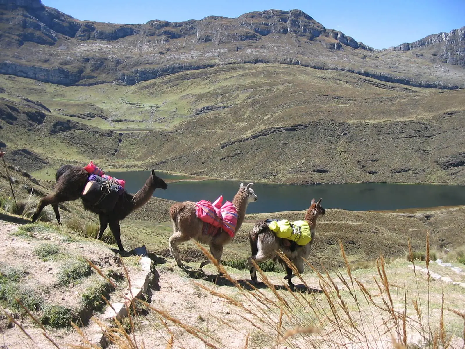 Three llamas walking on the ancient Inca Road close to Huaraz | RESPONSible Travel Peru