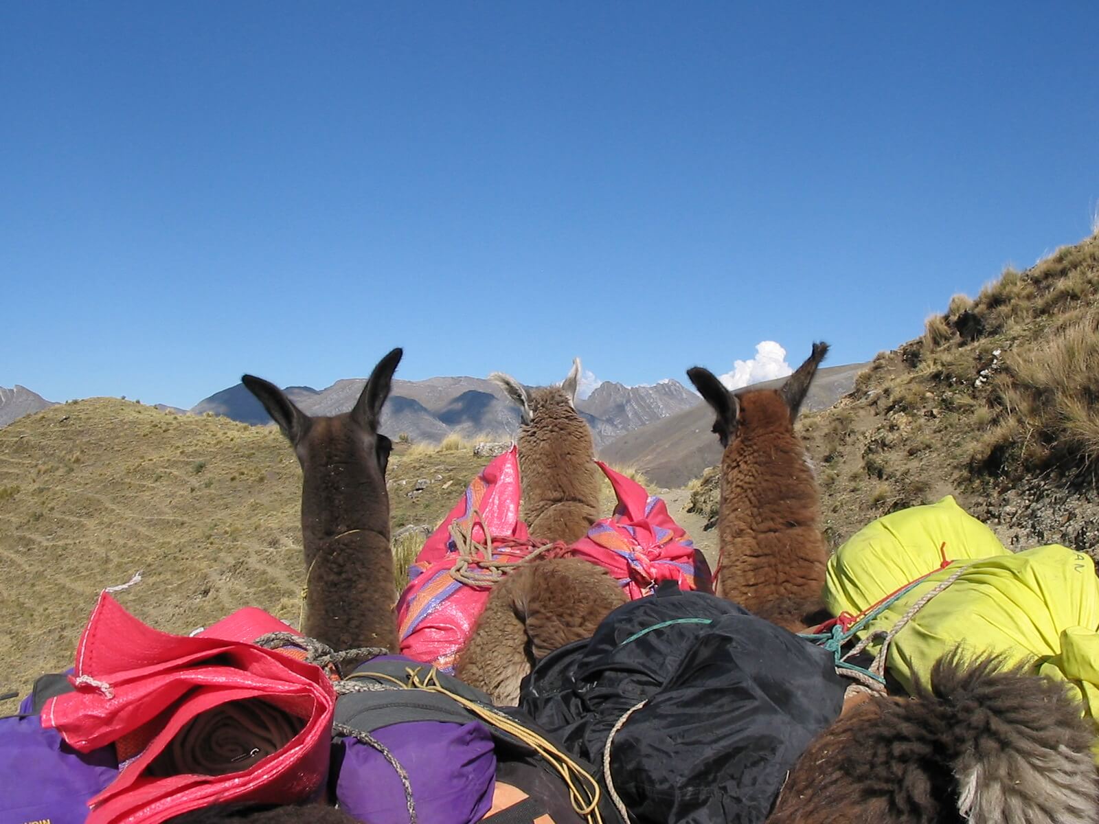 Three llamas walking on the ancient Inca Road close to Huaraz | RESPONSible Travel Peru
