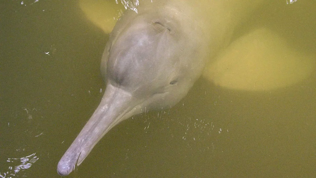 Pink dolphin close up from above its head