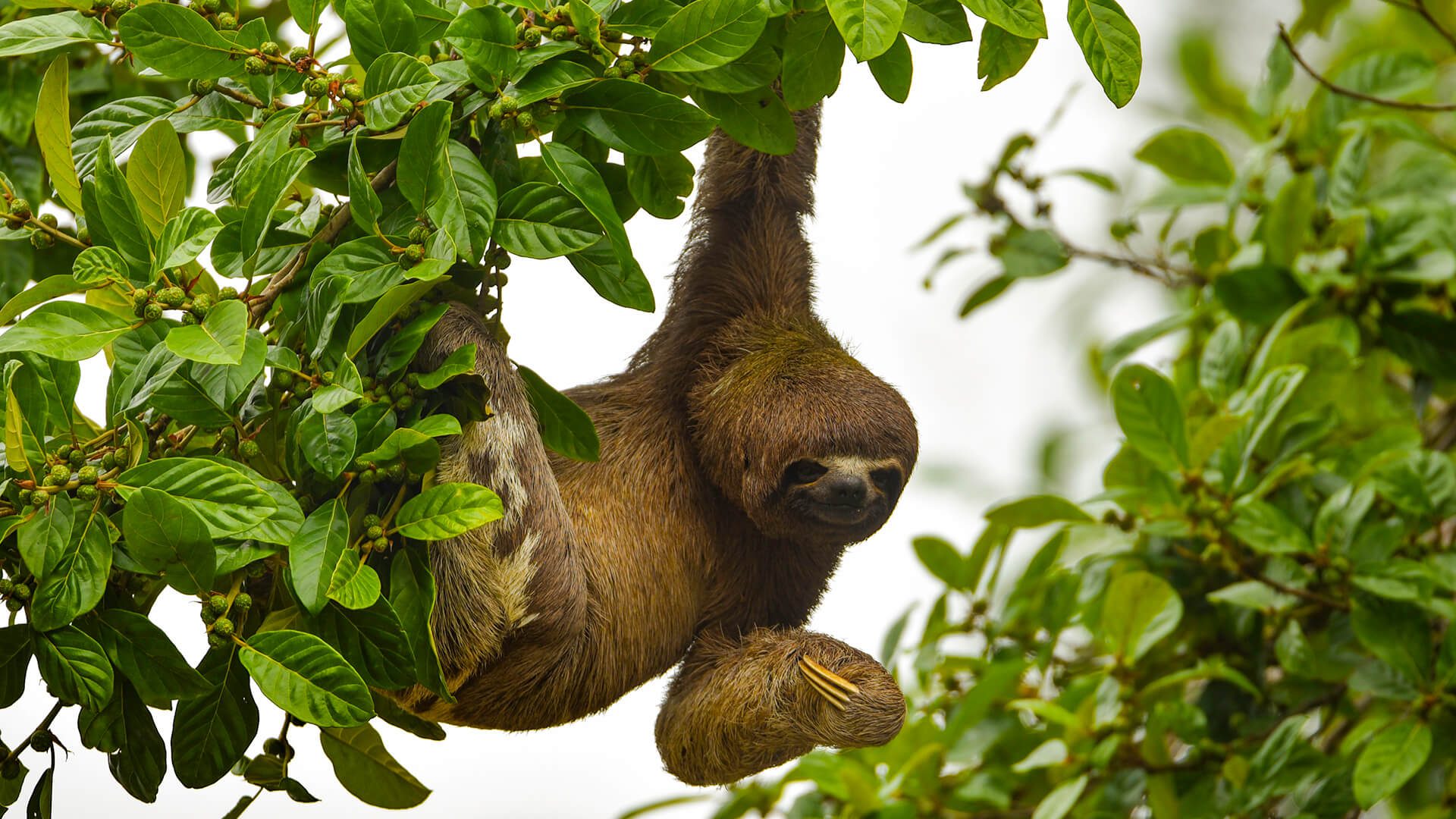 Three-toed sloth hanging from a fruiting tree branch