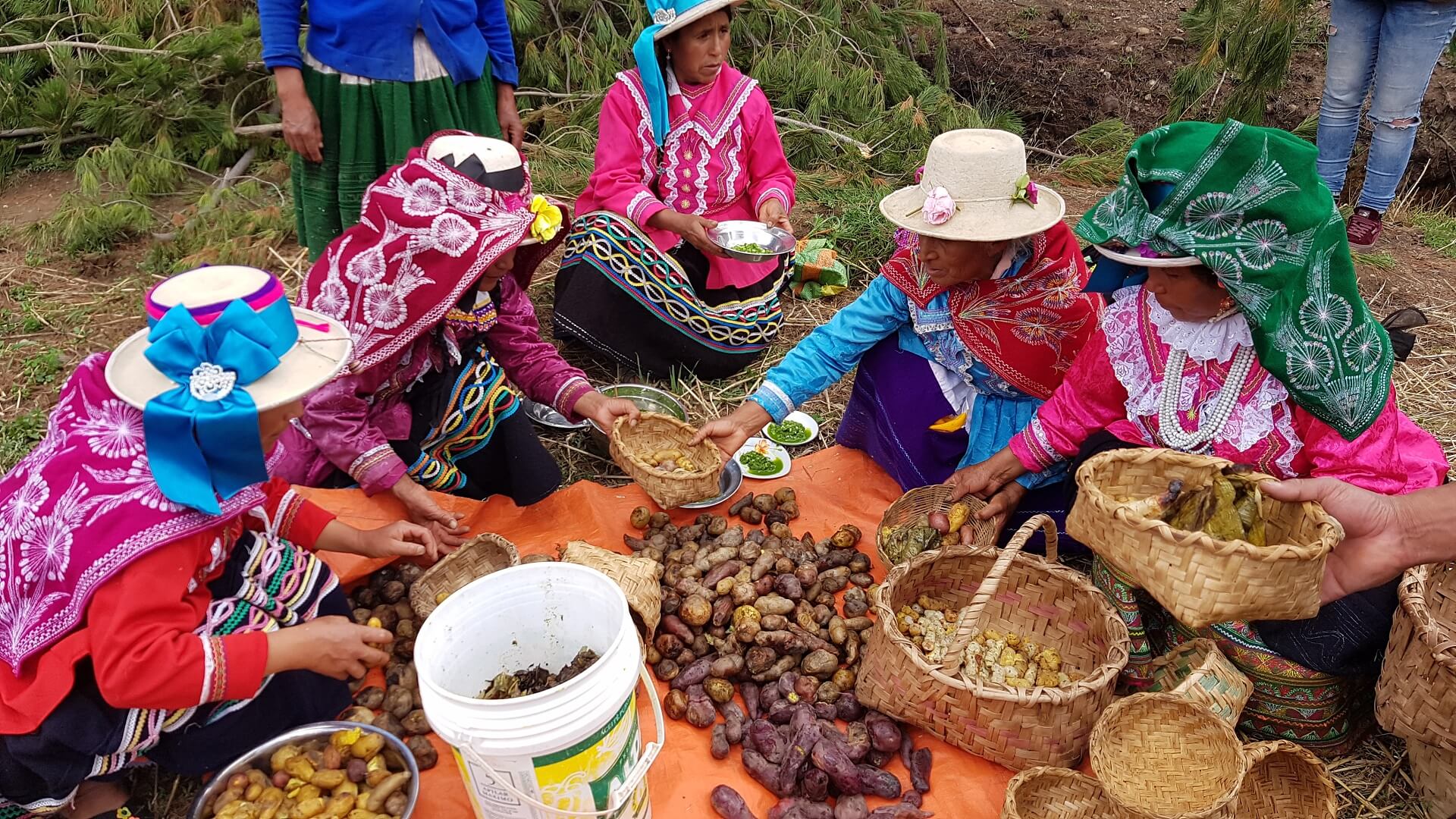 Local women in traditional dresses in the Andean community of Vicos are distributing food prepared in a Pachamanca. RESPONSible Travel Peru