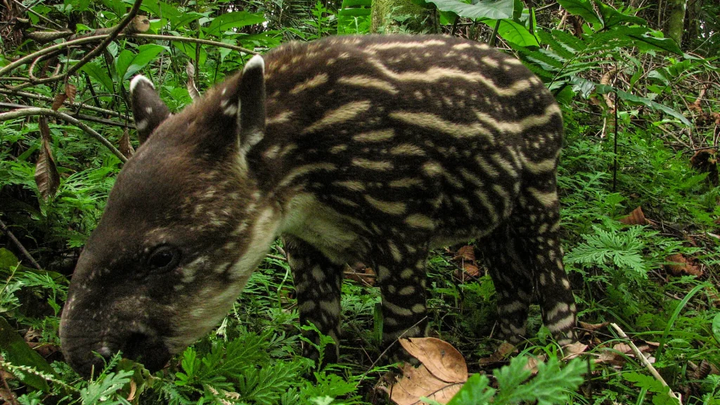 Spotted baby tapir grazing among the jungle vegetation
