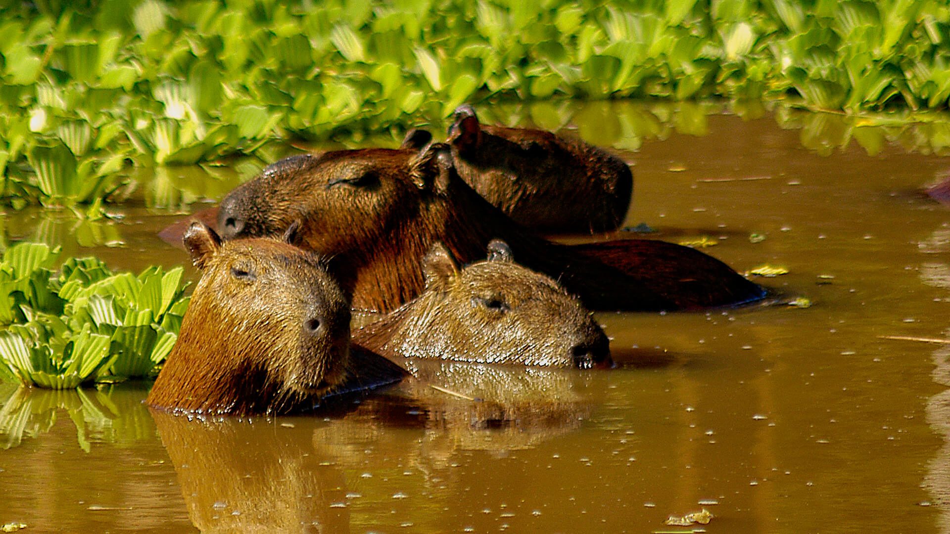 A group of 4 Capibaras in the water among lilies