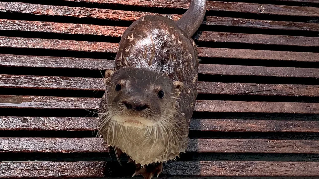 Wet Neotropical Otter standing over board platform at rescue center