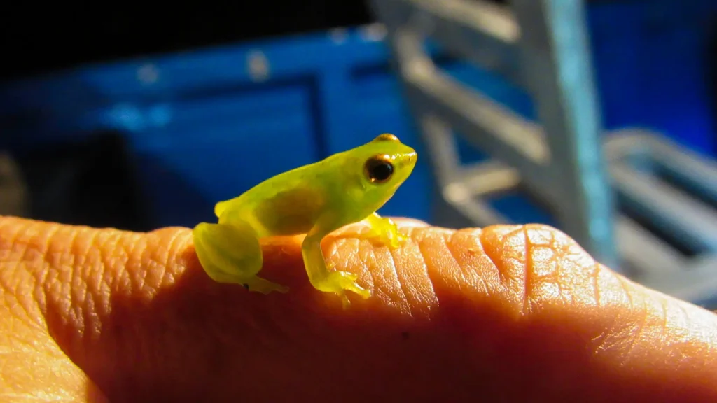 Translucent green frog smaller than a finger phalanx